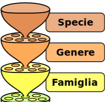 Classificazione